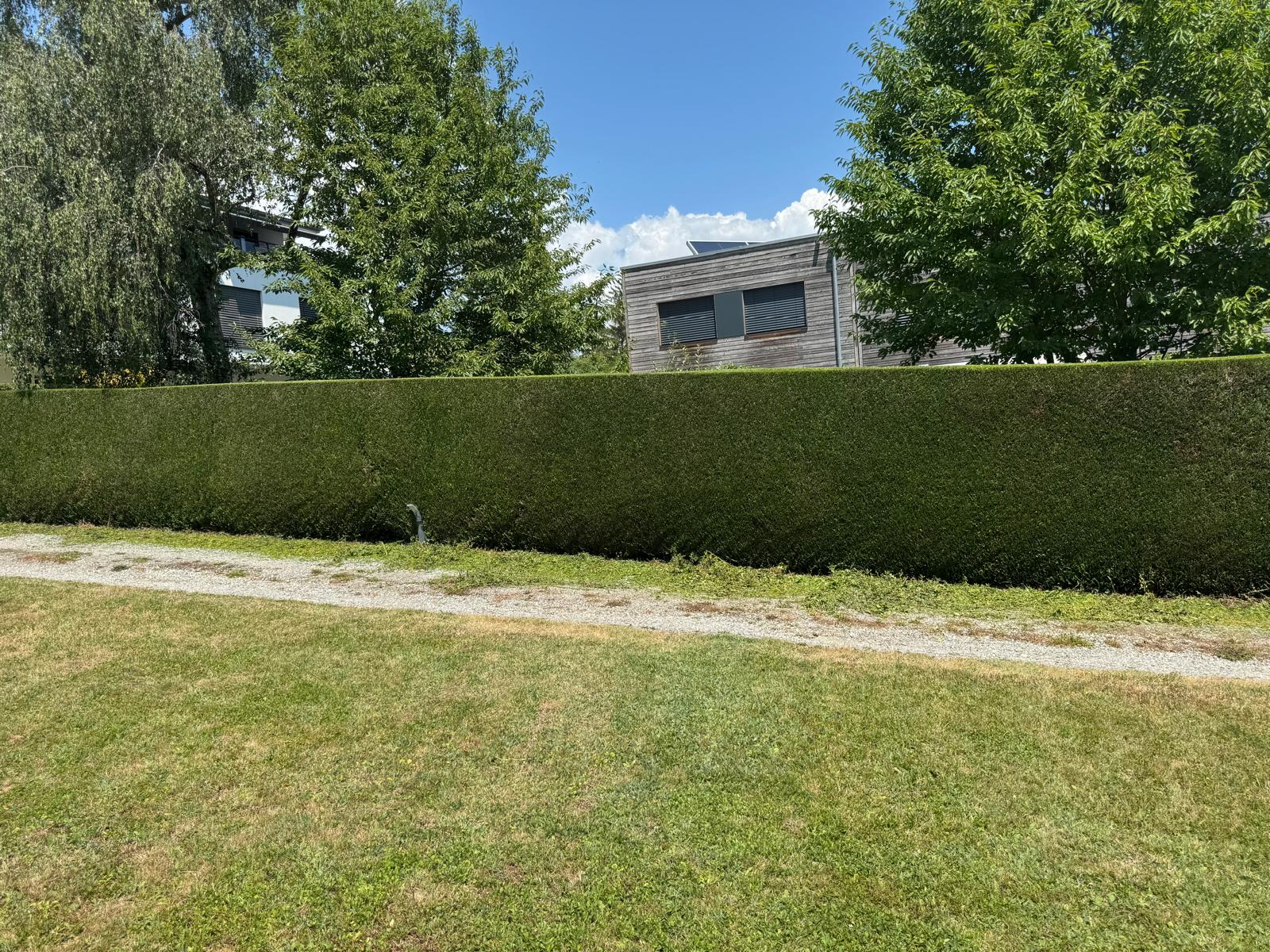 Haie de thuya taillée bien droite en bordure de pelouse